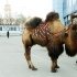 Фотоотчет: Санкт-Петербургская международная конная выставка "Иппосфера" 2011