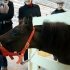 Фотоотчет: Санкт-Петербургская международная конная выставка "Иппосфера" 2011