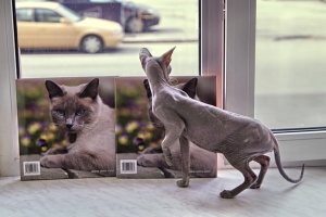 Фотоотчет: филиал Музея Кошки "Республика кошек"
