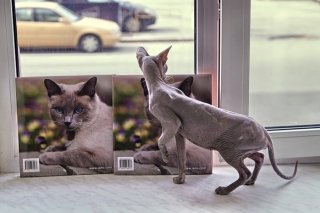 Фотоотчет: открытие филиала Музея Кошки "Республика кошек"