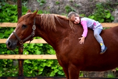 Hello Horse