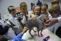 Музей кошки во Всеволожске
