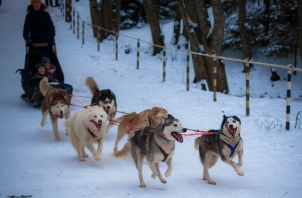 "Белый Ветер", центр ездовых собак хаски, проведение детских дней рождения в Ленобласти