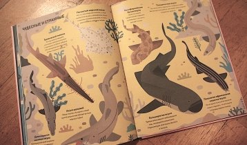 "Без ума от акул", научно-популярная книга для детей от 6 лет, Оуэн Дэйви в переводе Анны Васильевой