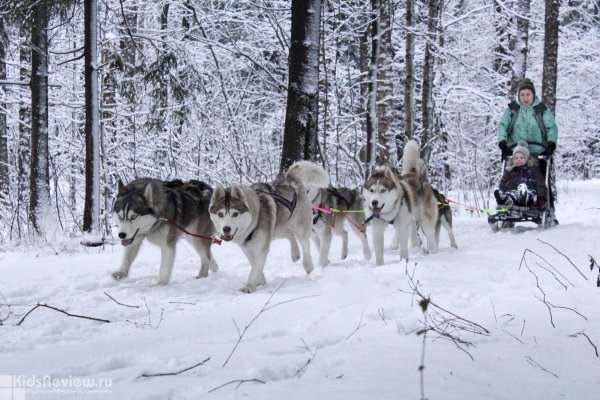 "Невские хаски", лесные прогулки на упряжках ездовых собак, Невский Парклесхоз