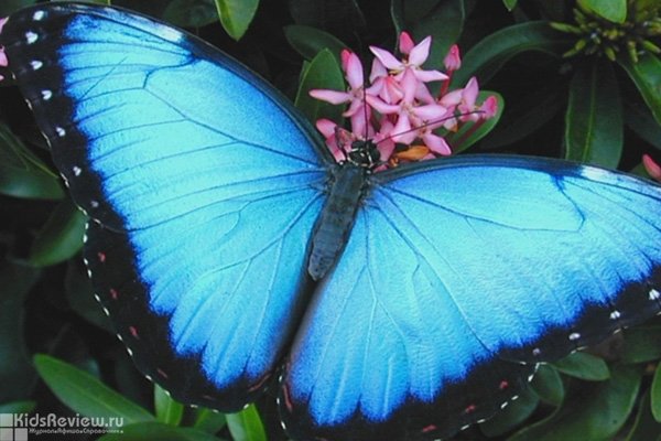 "Мир бабочек", выставка живых тропических бабочек в СПб