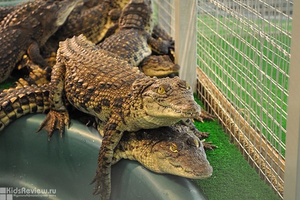Croco Park, "Кроко Парк", выставка рептилий в ТРК "Гулливер", СПб, выставка закрыта
