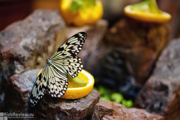 "Миндо", сад живых тропических бабочек, музей бабочек на ул. Правды, СПб