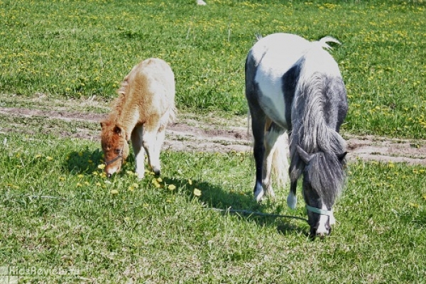Ижора, конюшня, пони на праздник, пони для детей в Зайцево,  Ленобласть