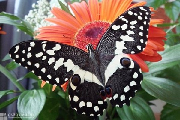 "Миндо", сад живых тропических бабочек, музей бабочек на Чкаловской, СПб (закрыт)