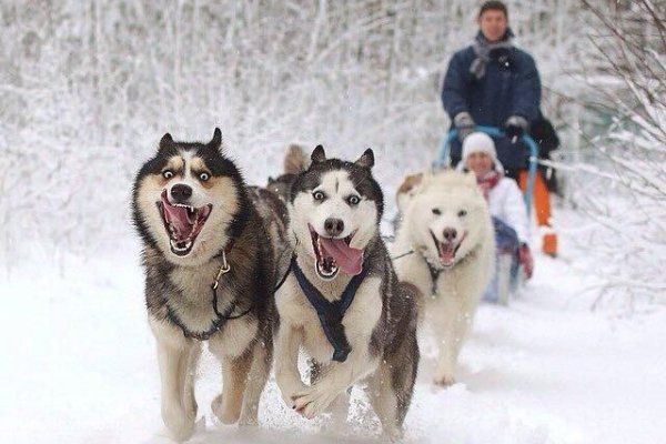 "Арктик Виллидж", центр ездовых собак Хаски в Коробицыно, Ленинградская область