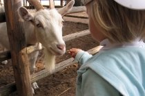 Зоопарк имени Чебурашки на Крестовском острове Зоопарк имени Чебурашки на Крестовском острове