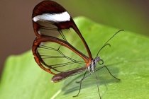 Необычные музеи и кружки Петербурга: Насекомые, бабочки и жуки, куда сводить юного биолога-энтомолога?