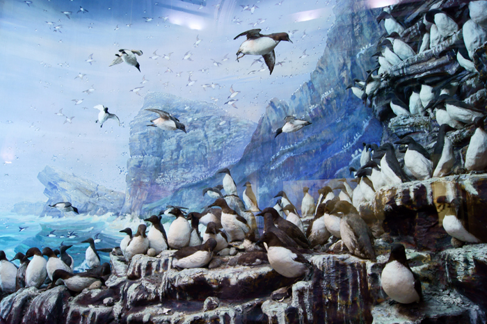 Фотообзор: Музей Арктики и Антарктики